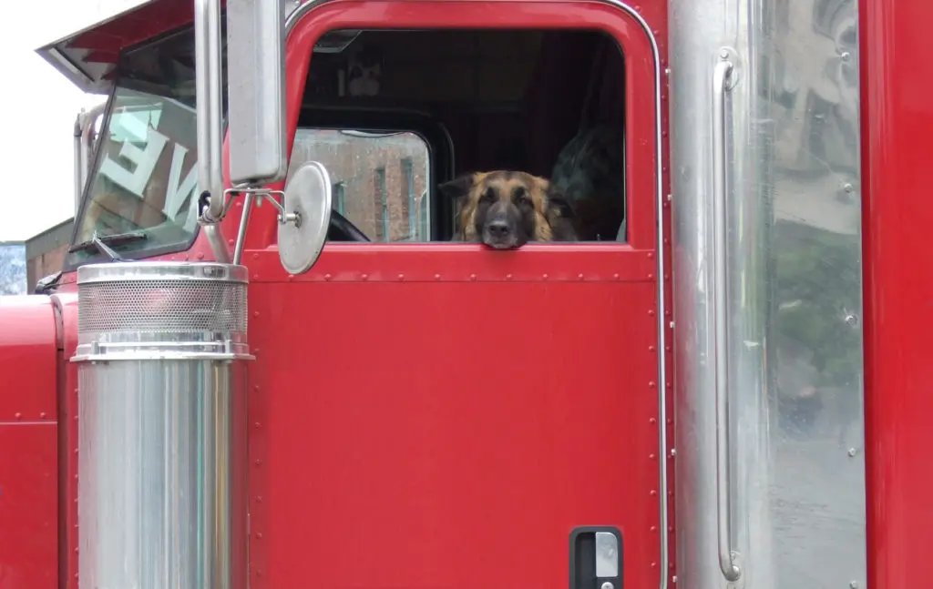 Truck Dog Drivers - Vrogue